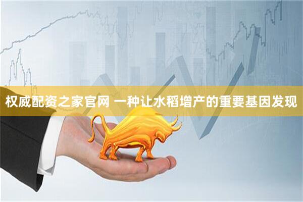 权威配资之家官网 一种让水稻增产的重要基因发现