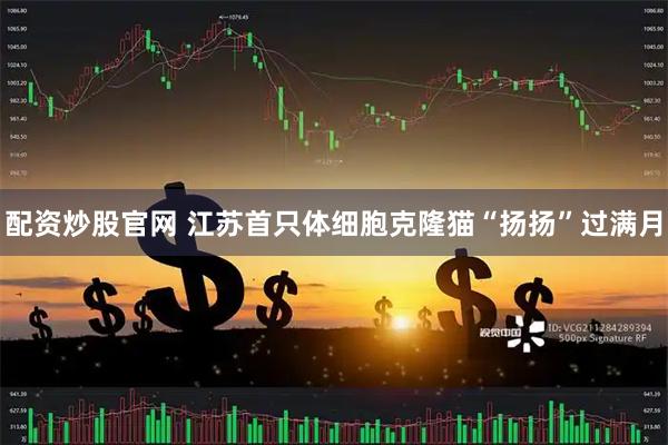 配资炒股官网 江苏首只体细胞克隆猫“扬扬”过满月